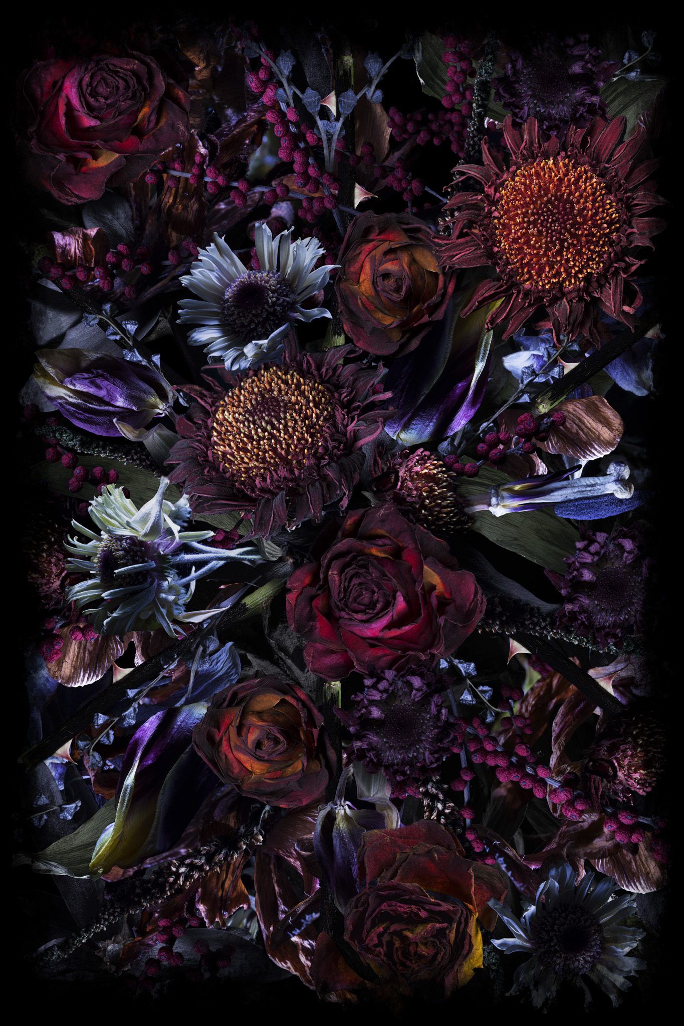 Fool's Paradise Rectangle - Moooi Carpets